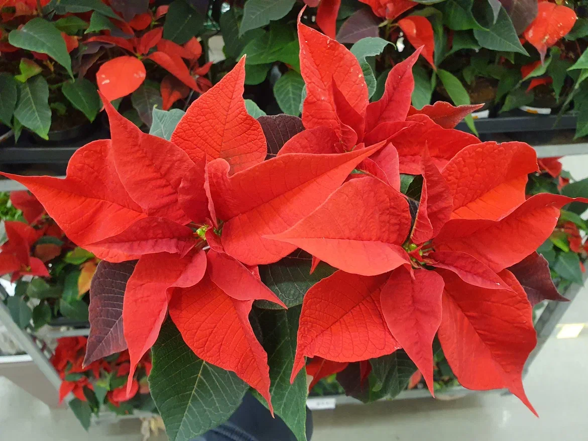 Хорошие свежие растения