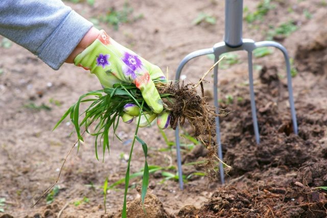 12 растений, которые вы не сможете вывести с участка