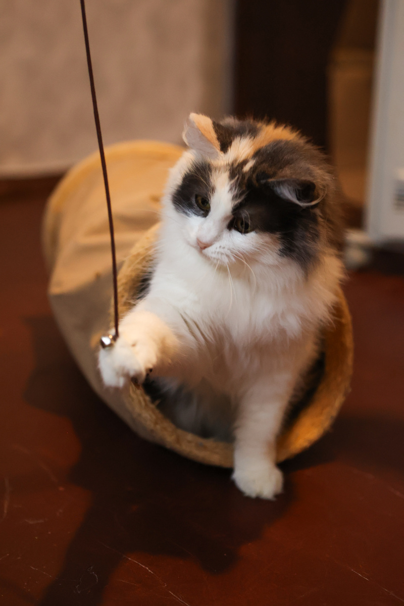 Мы снова ждём хозяев, мы с Мотли знаем, что дома лучше