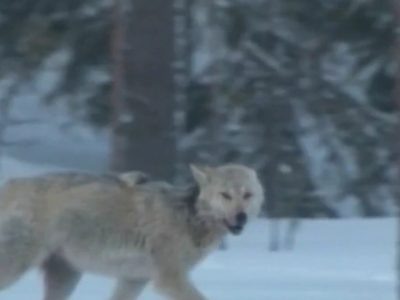    Фото: ГТРК Карелия