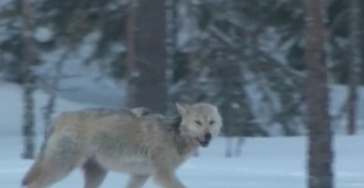    Фото: ГТРК Карелия