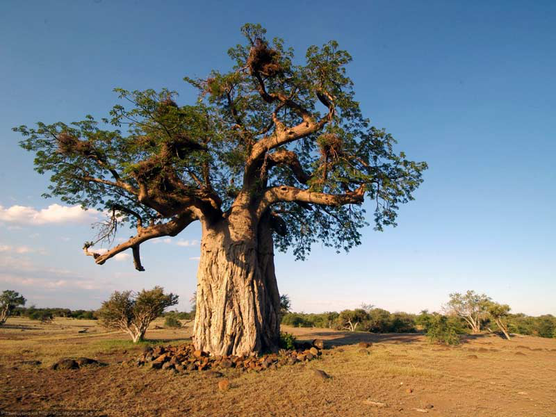 Баобаб	
