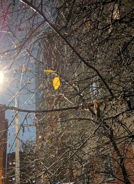 Последний лист. Фото автора