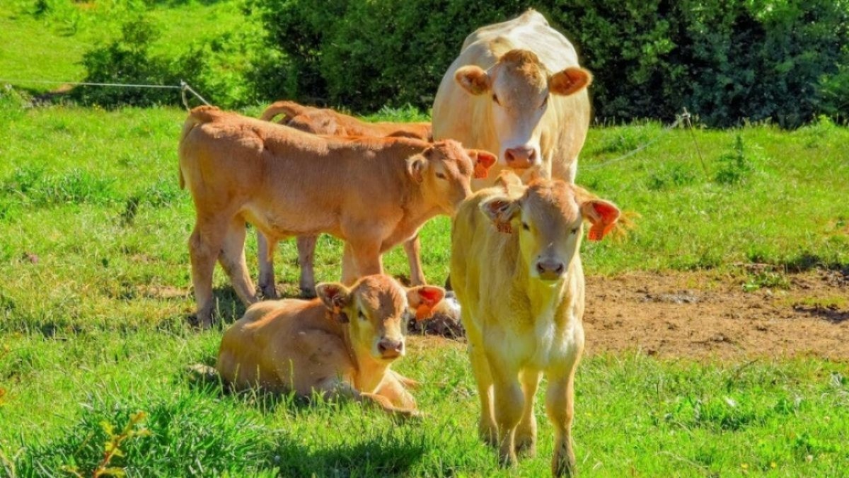    В Саратове нашли запрещенные консерванты Е 200 в молочной продукцииНовости Саратова и области – Сетевое издание «Репортер64»