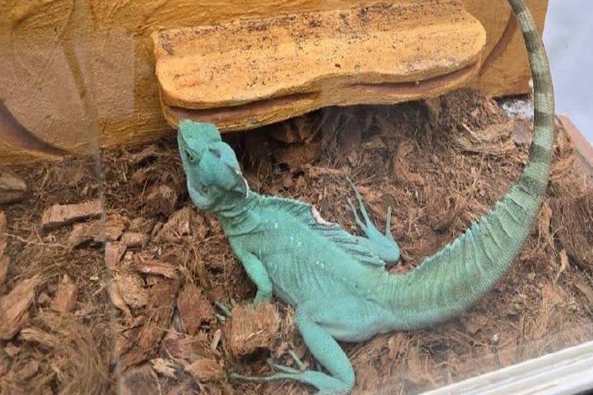    Фото: Межрайонная природоохранная прокуратура Москвы / Telegram, источник: vm.ru