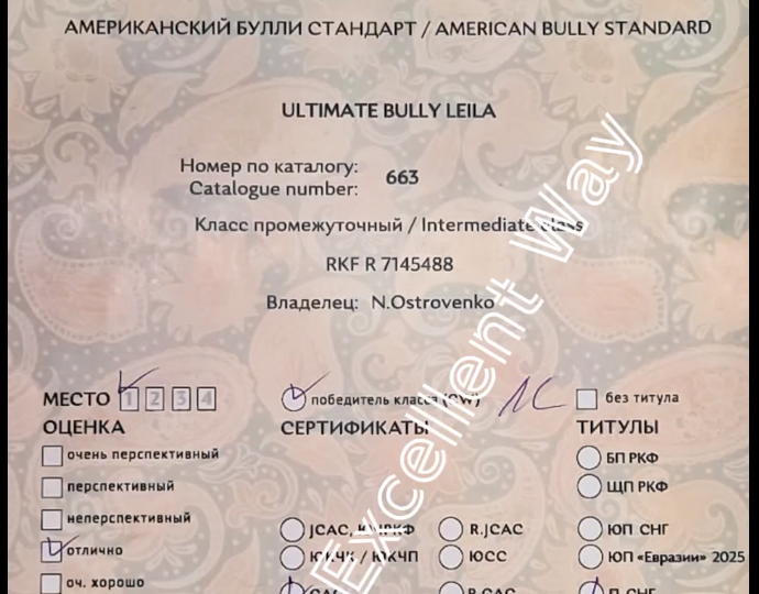 Диплом Лейлы с “Евразии-2025”: что на самом деле стоит за строчками судьи