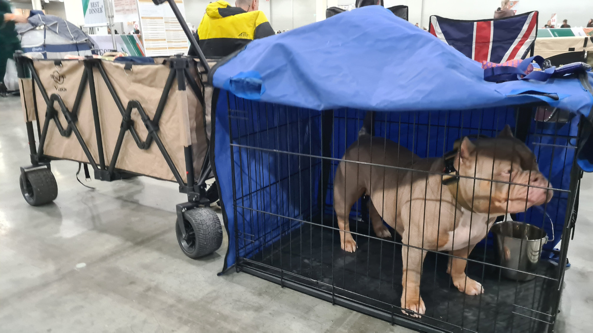 В 7 утра нормальные люди ещё пытаются договориться с будильником, а булли Лейла уже прибыла на выставку на собственном транспорте.