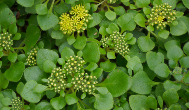    Аихризон рыхлый. Фото: shutterstock.com