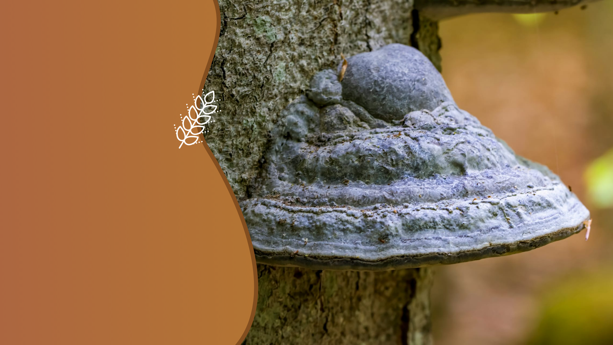 Ученые создали биопрепарат на основе грибов для стимуляции роста растений. Коллаж: медиацентр УрФУ.