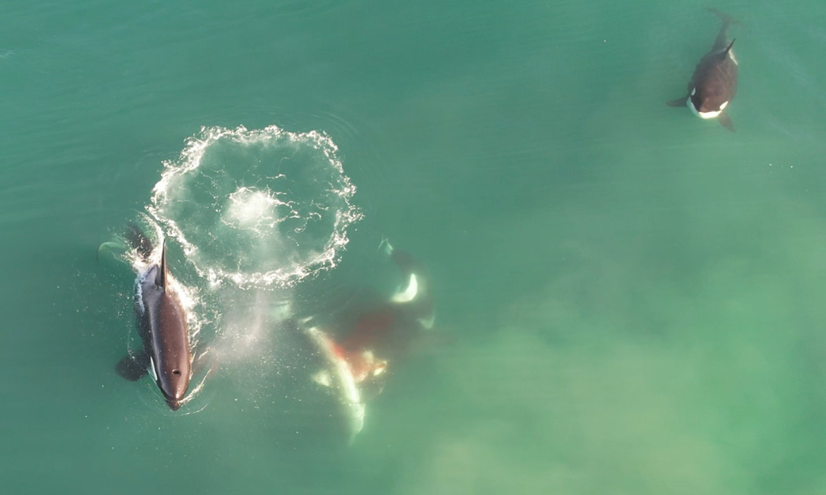 Косатки нападают на большую белую акулу в заливе Моссел, примерно в 190 милях к востоку от Гансбаая в провинции Западный Кейп, ЮАР. Фотография: Drone Fanatics SA