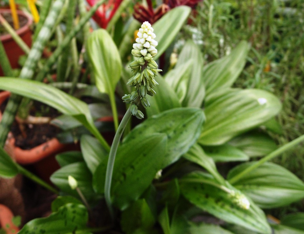 Дримиопсис пятнистый. Фото: botsad.ru