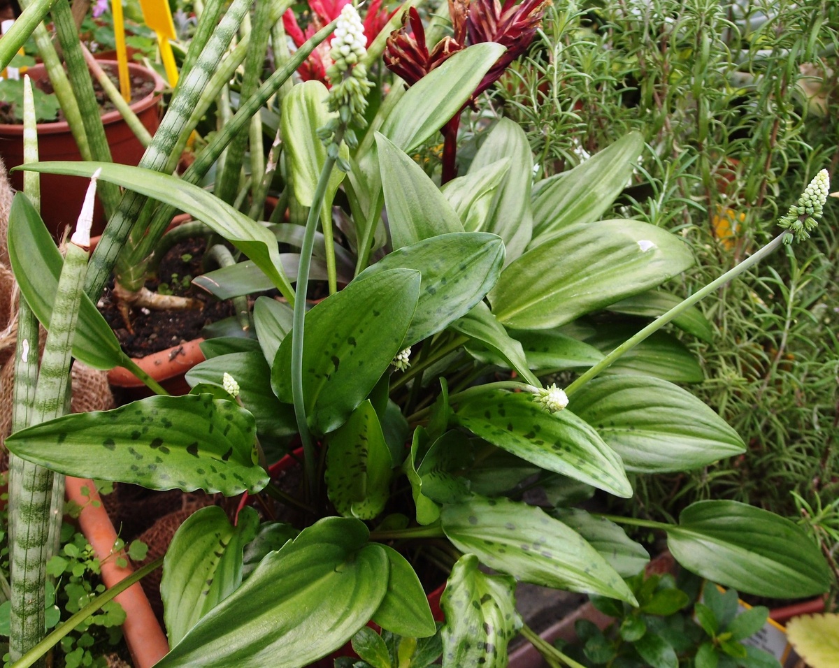 Дримиопсис пятнистый. Фото: botsad.ru