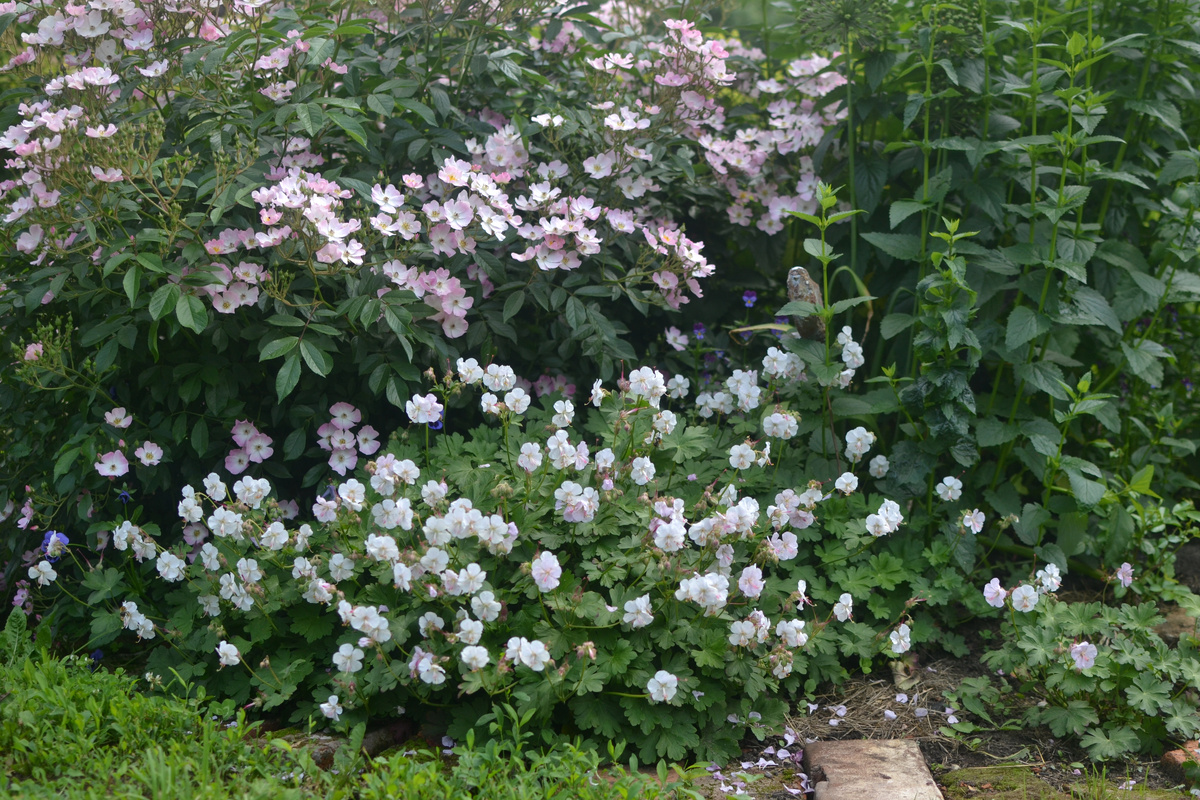 Роза Балерина и герань кембриджская Биоково в моем саду