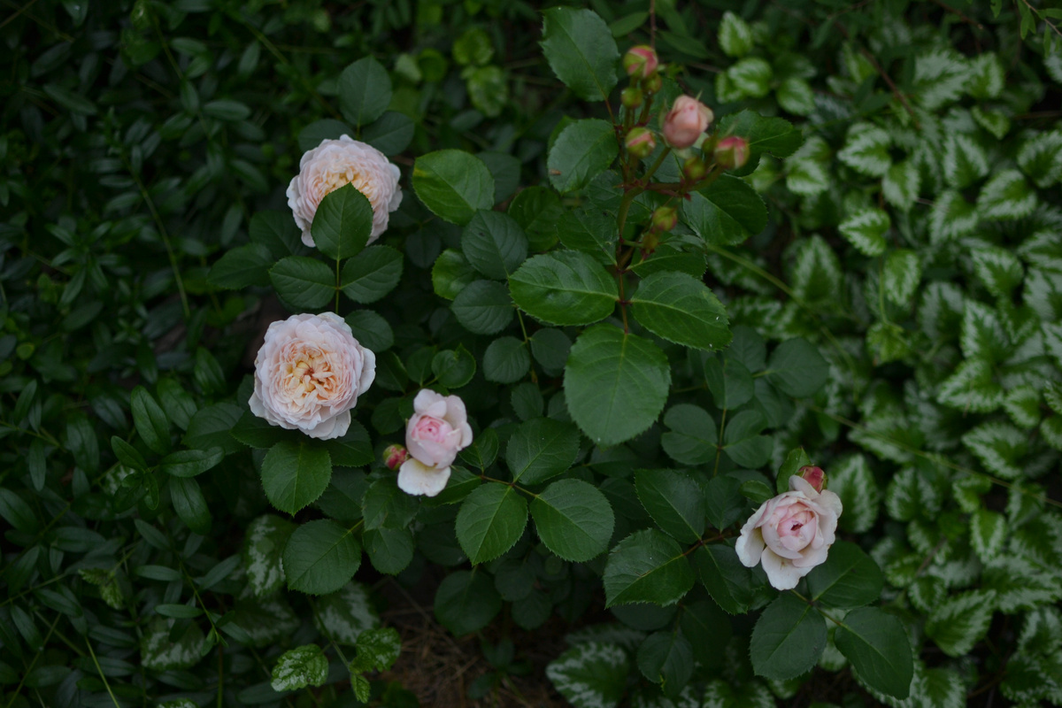 Эмилия Бронте, первое цветение. Еще от горшка два вершка
