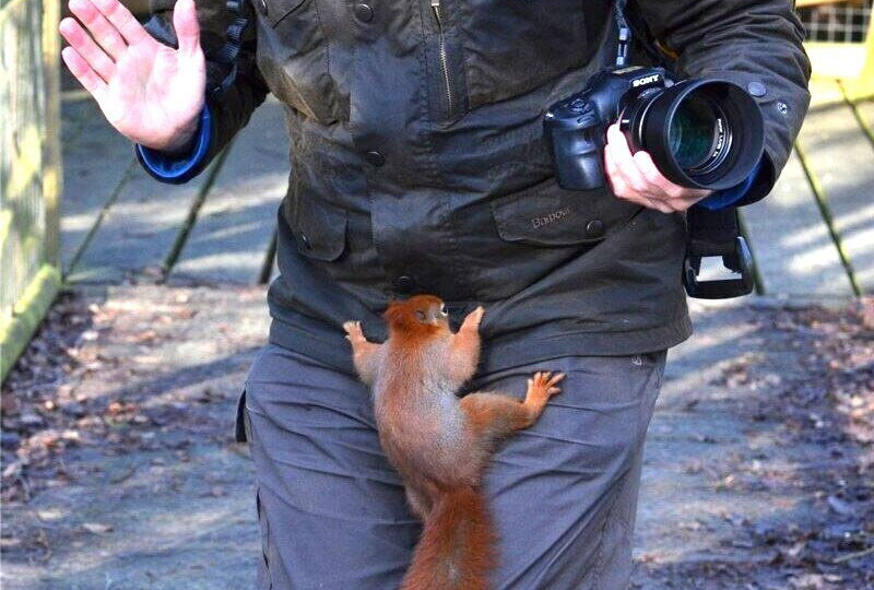 Ваши орешки ей не так уж интересны. Жутковатый рацион милой белочки