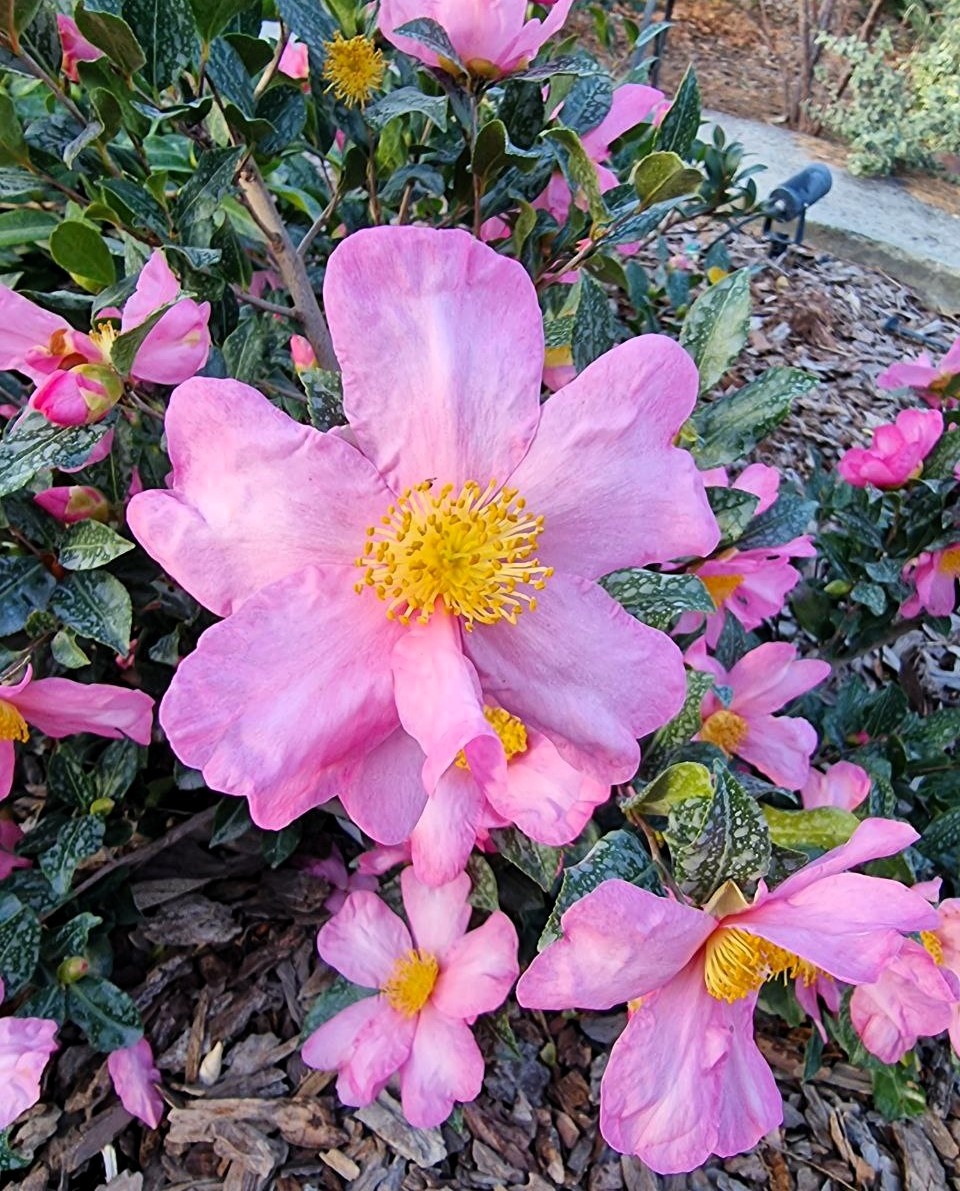 Camellia sasanqua 'Plantation Pink'. Ноябрь. Анапа.
