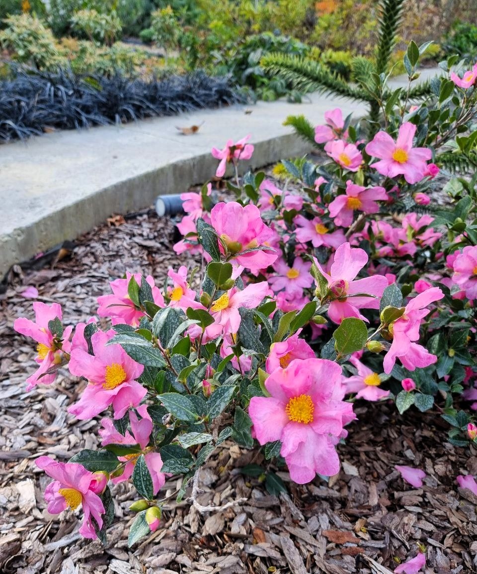 Camellia sasanqua 'Plantation Pink' с каждым годом цветение все более мощное. Привлекает пчел и других опылителей. Но скажу сразу, аромат если и есть, то не выдающийся. Калины и османтусы пахнут гораздо привлекательнее.