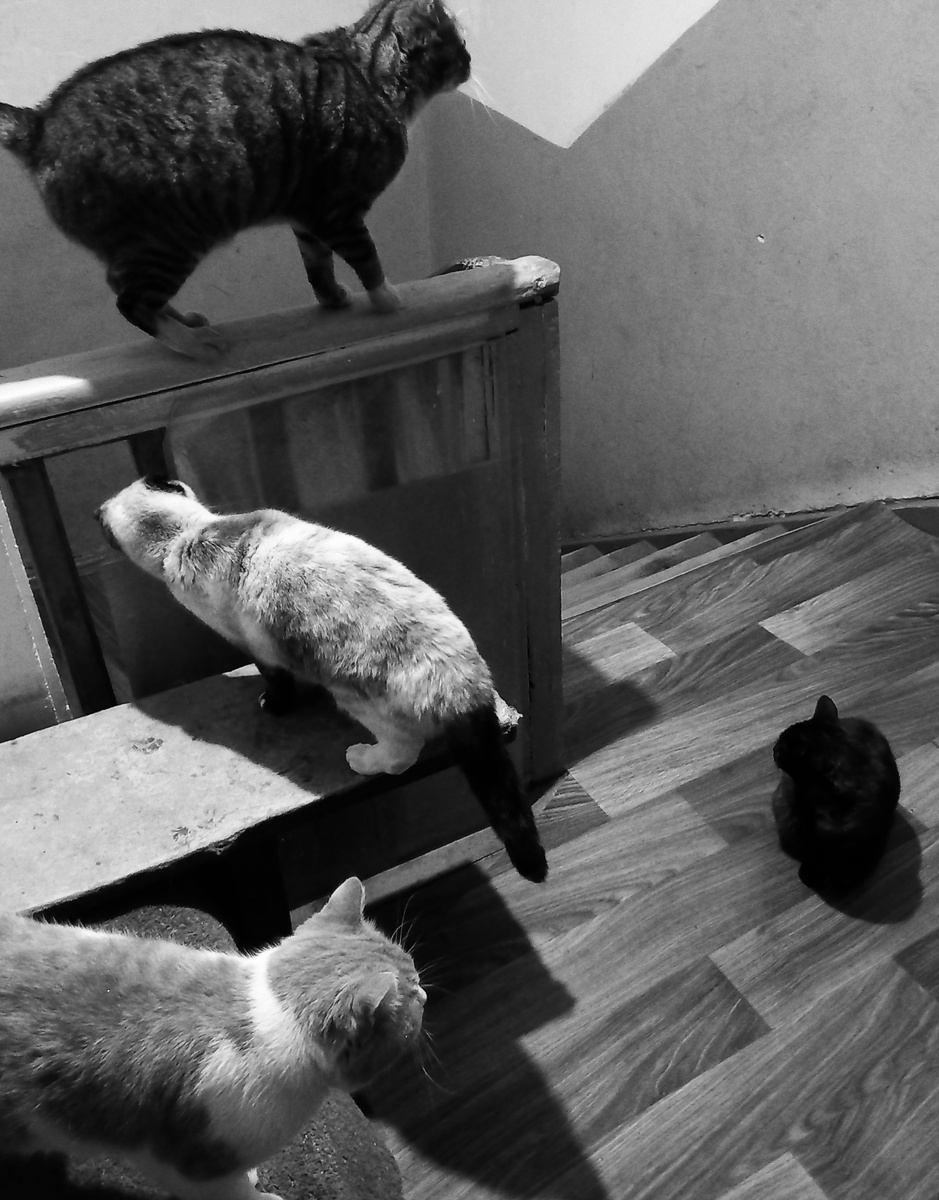 Моя принцессичья свита. Провожают до дверей. 