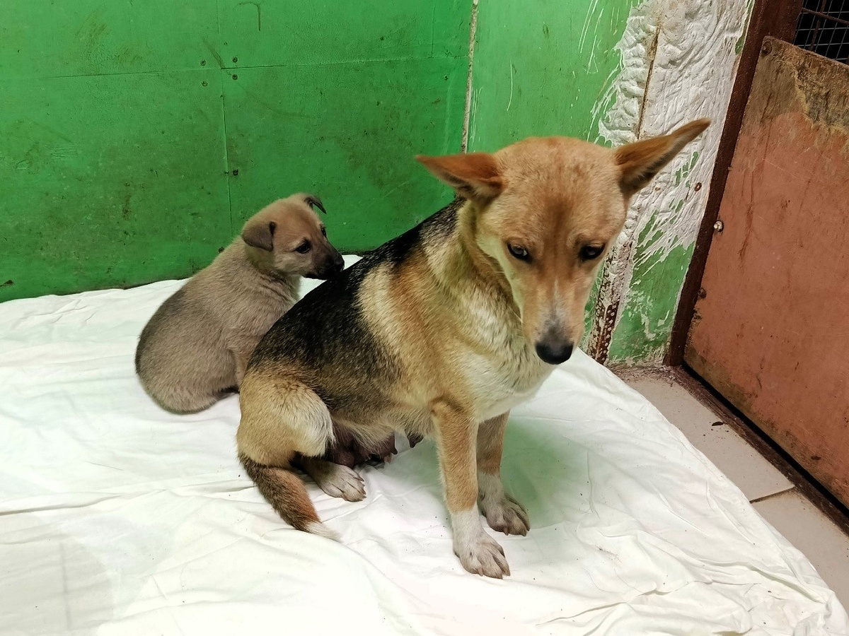 Но они живые, они не виноваты в этом