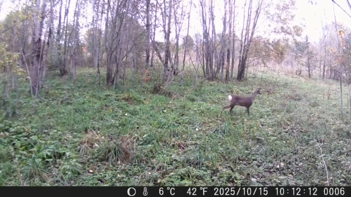 Скриншот видео