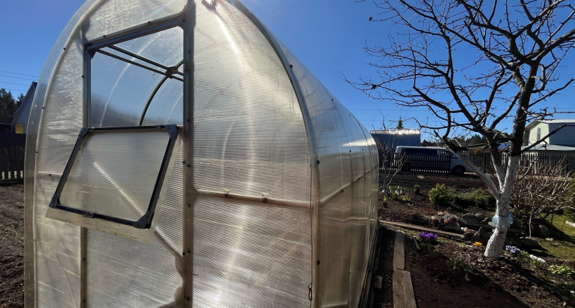    Спрятала лавровый лист на участке - и на душе легче: делаю так каждую осень - эффекту радуюсь много лет