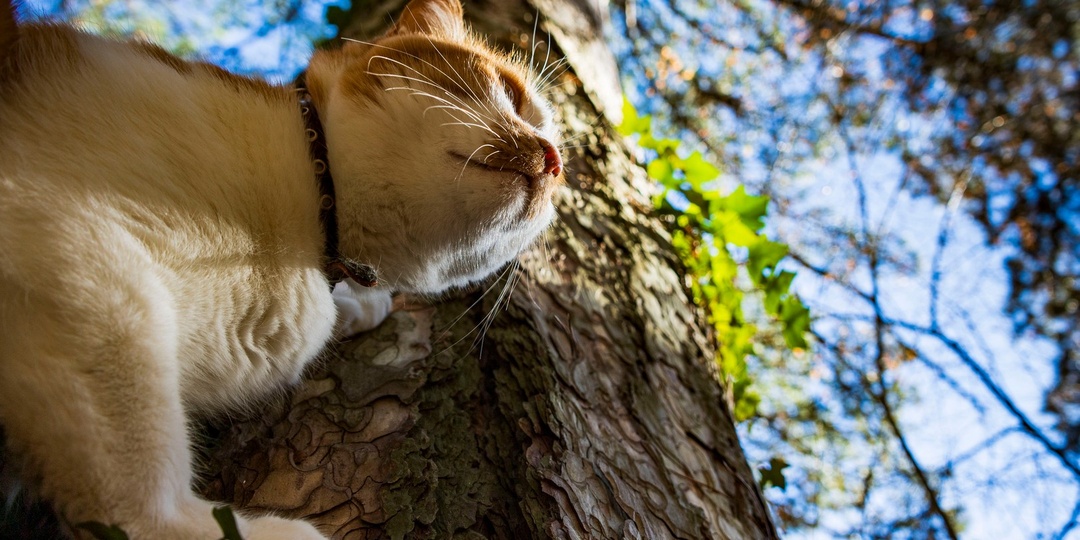 Крымский дуб победил в конкурсе деревьев: Кот Мостик навестил призера