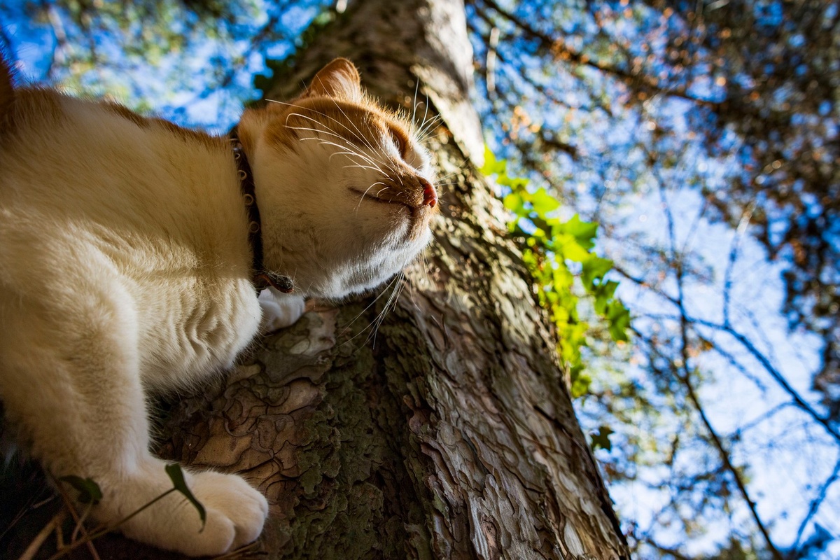 Деревья хранят историю.