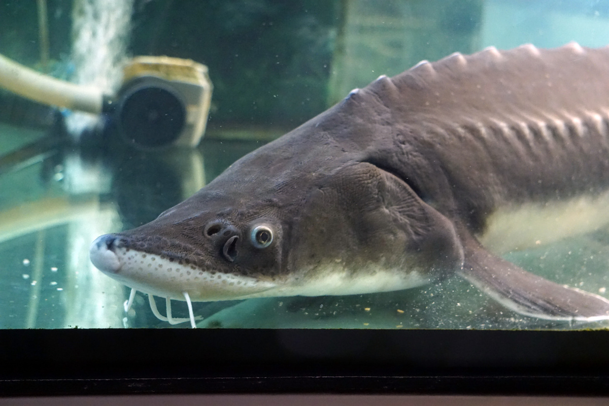 Музей рыб, Хабаровск