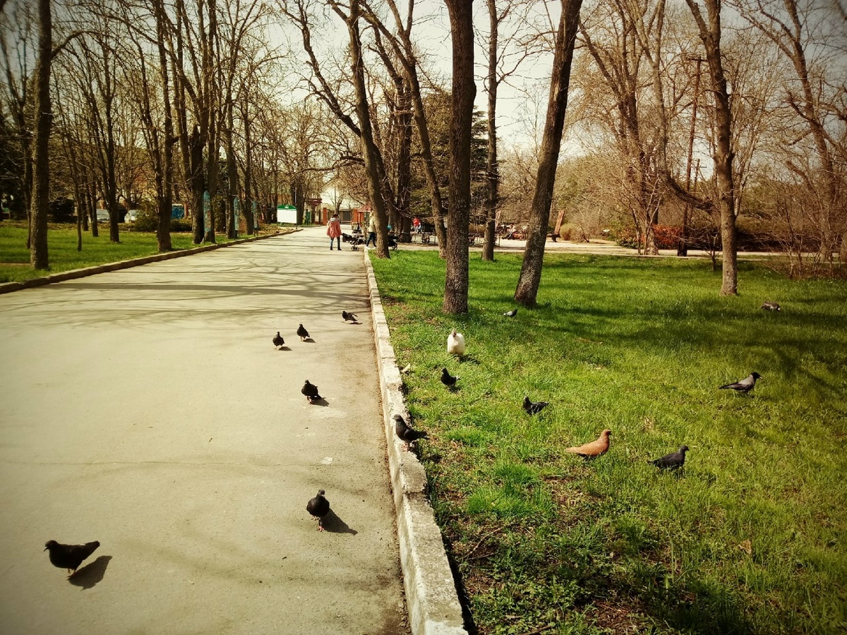 Утки, голуби и не только (Ориби Каммпирр) © Copyright: Ориби Каммпирр