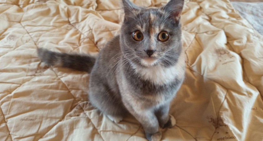    Сухой или влажный — разница огромная: неправильный режим питания может серьезно ударить по кошачьему ЖКТ