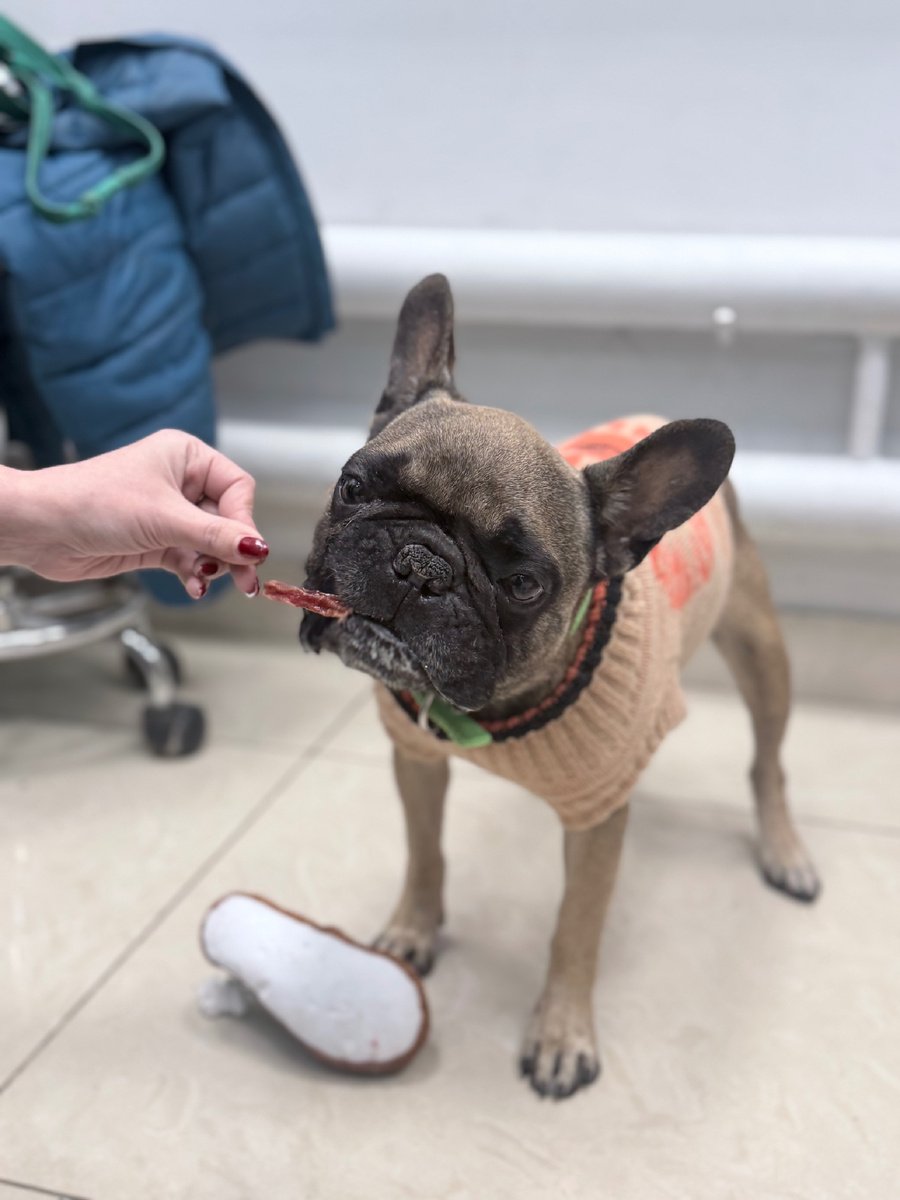 Фелюня в полном восторге от сушёных утиные грудок