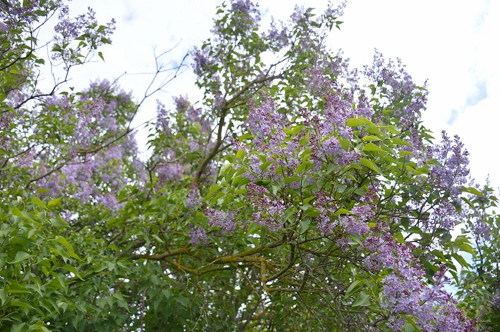 Все фотографии в статье мои