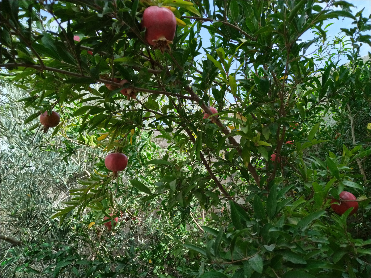Гранатовое дерево.