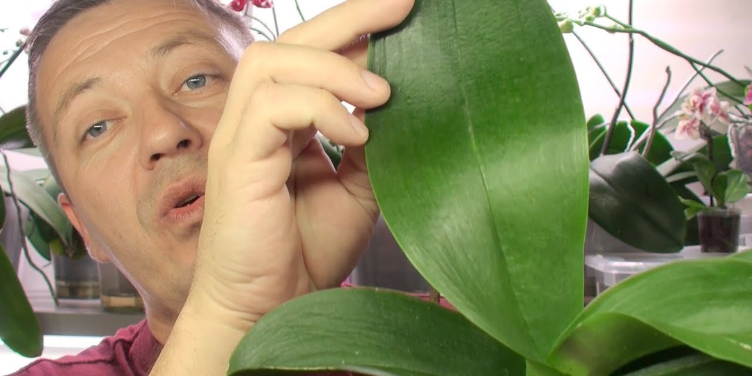 Как спасти орхидею с мусорки: сажаем воздушными корнями в пеностекло и объясняем, зачем это нужно