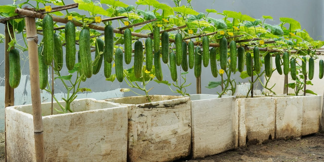 Не поверил, если бы не попробовал: 8 лайфхаков по выращиваю огурцов. С ними не урожай, а песня