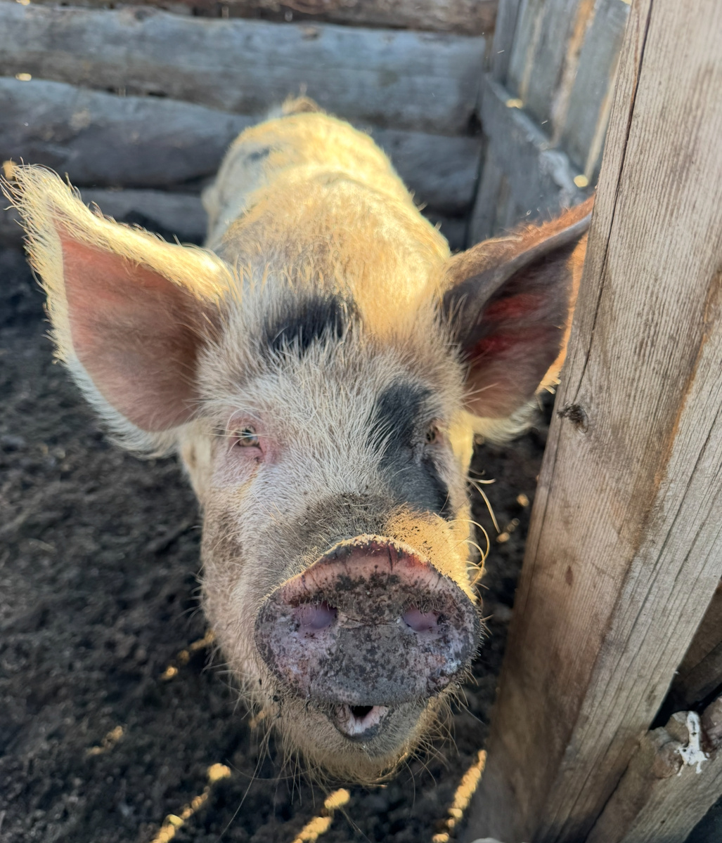 Фото для иллюстрации.