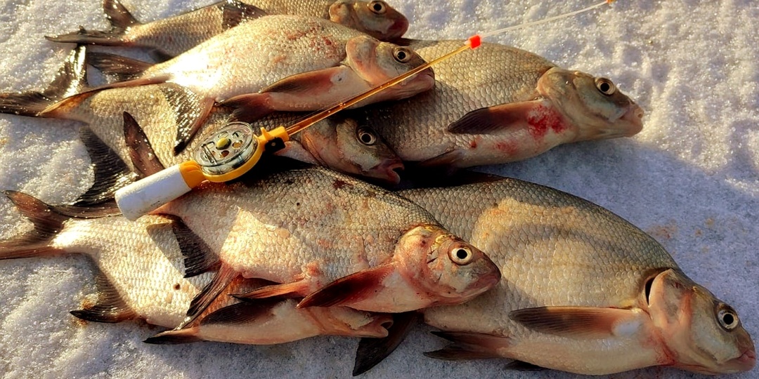 Как ловить леща на мормышку. Лещ клюёт на пучок: 3 ошибки в игре мормышкой зимой