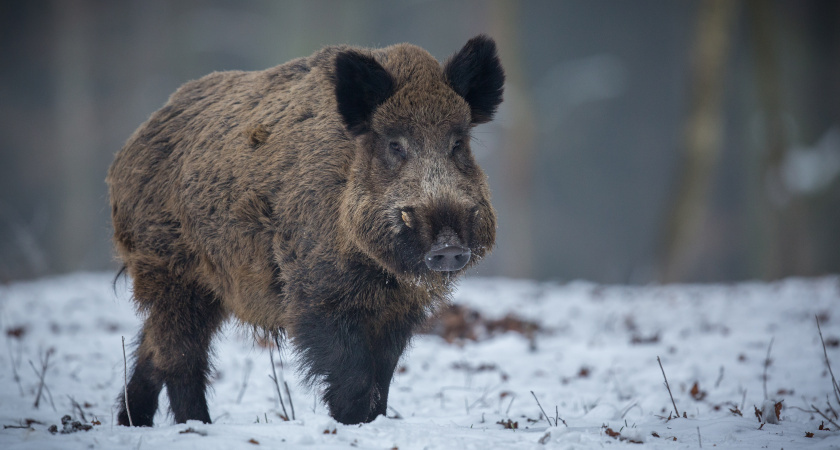    В Усольском районе обнаружили трихинеллез у дикого кабана