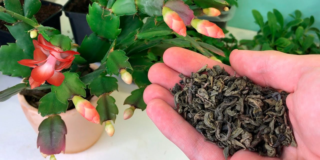 Декабрист будет цвести до апреля! Даю ему «хитрую» подкормку 1 раз в неделю для мощных бутонов