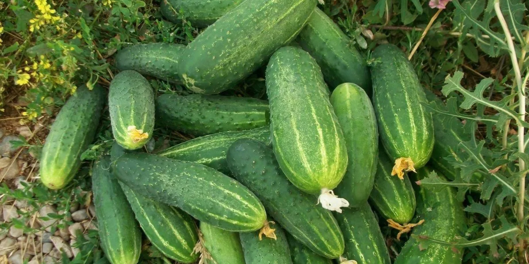 «С голоду никто не помрёт»: 9 сортов огурцов, которые в 2026 году выручат даже в холодное лето