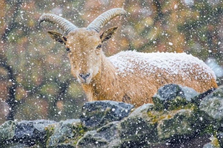    Фото Новосибирского зоопарка