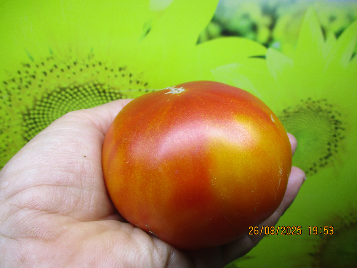 Томат Абрикосовый конфитюр. Биколор. №447 в моем каталоге.