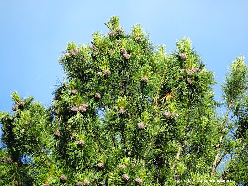 Фото из интернета. Кедр с шишками.