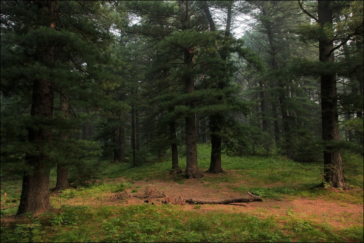 Фото из интернета. Кедрач