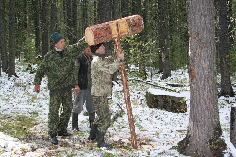 Дело было на заготовке кедрового ореха. Рассказ моего деда об одном случае......