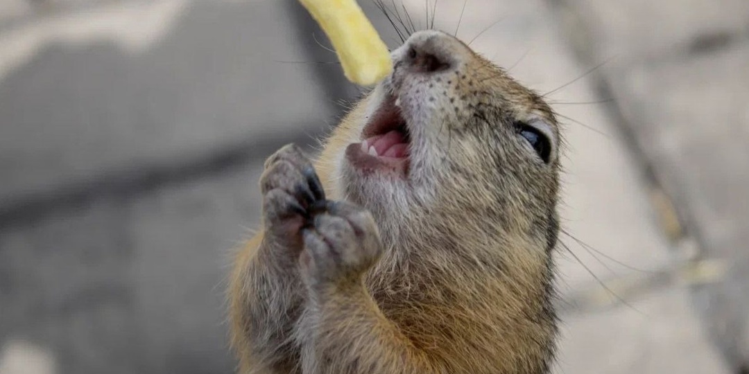 Неужели плагиат? Бронзовые суслики Красноярска