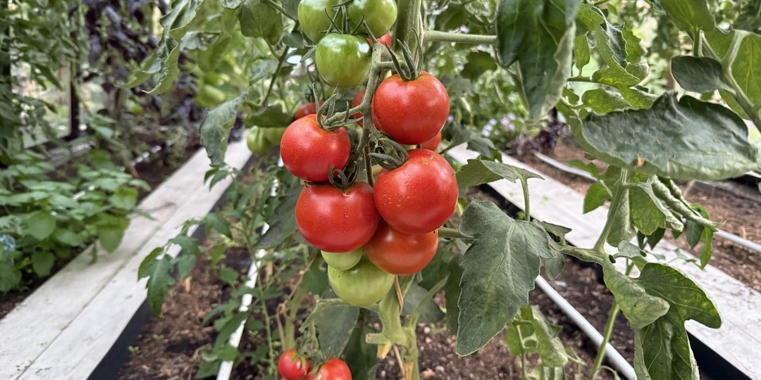 Сорта томатов понравившиеся и не очень: садоводам на заметку