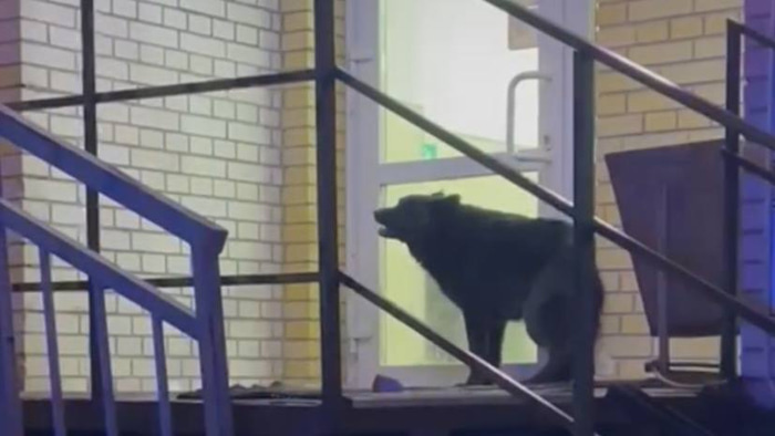    БУ г.Омска «Муниципальный приют для животных»