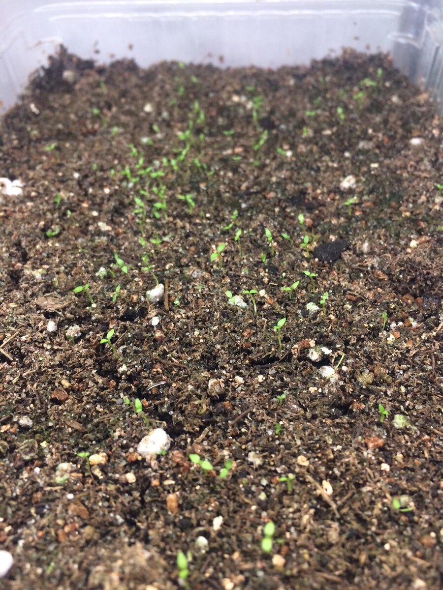 Всходы эустомы, а пото начинается свистопляска.