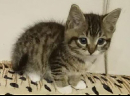 Котенок, два месяца